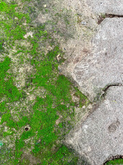 Green moss on concrete walkway in garden for environment background