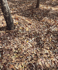Fototapeta premium Dry leaves texture on walkway for nature background
