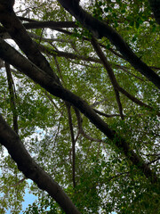 The branches and leaves of a large banyan tree provide shade.