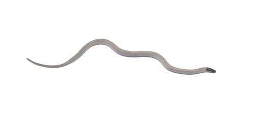 Central Florida Crowned Snake - Tantilla relicta neilli - a small slender snake that is tan or light brown with a black head, chin, and back of neck. A light spot occurs on each side of the lower neck