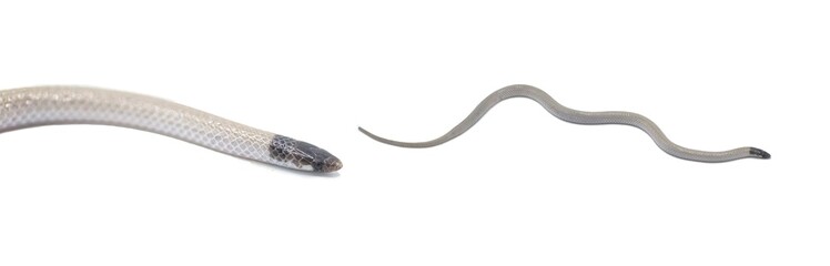 Fototapeta premium Central Florida Crowned Snake - Tantilla relicta neilli - a small slender snake that is tan or light brown with a black head, chin, and back of neck. A light spot occurs on each side of the lower neck