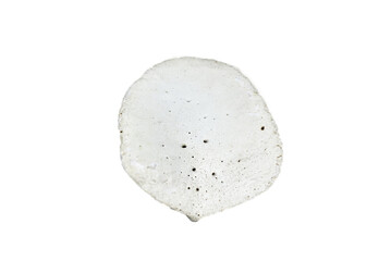 scute of an American alligator - A. mississippiensis - Bony plate inside the skin, called osteoderms or scutes, make the skin very hard to penetrate and are similar to scales. Isolated on white