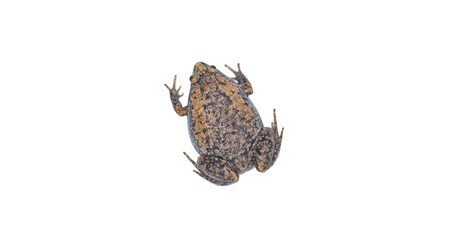 Gastrophryne carolinensis, the eastern narrow mouthed toad, is a species of frog. It is a small amphibian found in damp, shady habitats. Isolated on white background with copy space