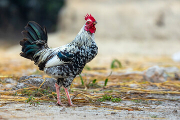 Black and white spotted roosters roam the rural setting.