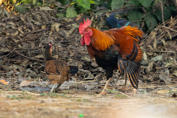 Free-rang rooster and hen in natural environment.