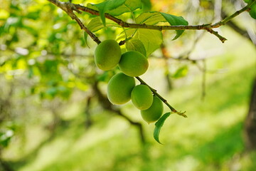 Japanese Plum Fruits - 青梅の実