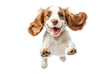 Upbeat Puppy Leap: A cheerful puppy jumps joyfully, exuding exuberance and captivating with its joyful, energetic pose.