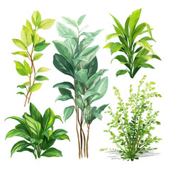 Collection of Colorful Tropical Plants and Fresh Green Foliage for Natural Home Decor and Interior Design Inspiration