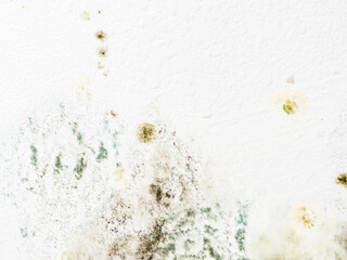 Mould and fungus growth on white wall