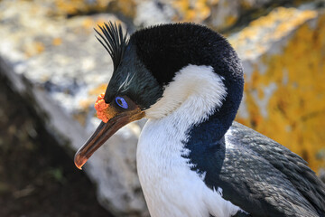 Falklands Shag (Leucocarbo atriceps albiventer), also called King Shag, Imperial Shag, and...