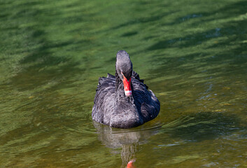 Black mute swan swimming in lake