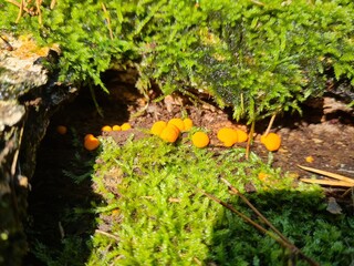 Dacrymyces stillatus Growing on Deadwood