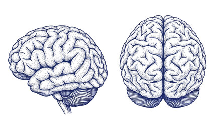 Detailed Anatomical Illustrations of the Human Brain in Stipple Style