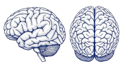 Detailed anatomical illustration of two human brains