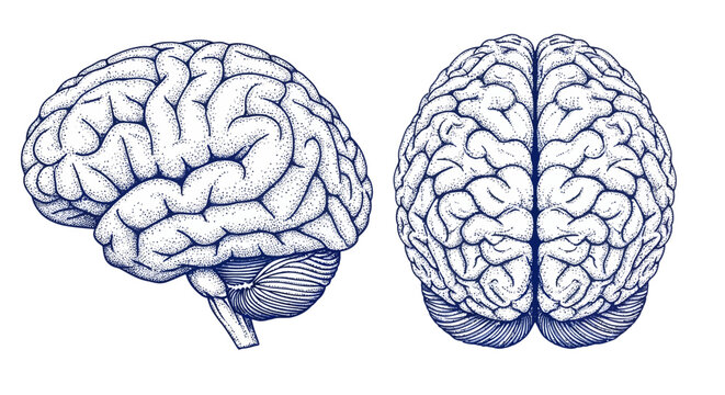 Detailed anatomical illustration of two human brains