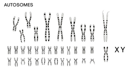 Human Karyotype Showing Autosomes and Sex Chromosomes