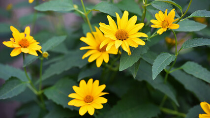 Rudbeckia Hirta. wild flower in nature. beautiful yellow flowers. floral background. big spring or summer flower. Rudbeckia hirta, Marmelade, is a nice garden plant. autumn season, bloom, close-up