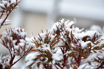 bush in the snow. Snow-covered bush with green leaves. Suddenly the first snow fell, early spring. close-up, natural winter background. beauty of nature. change in weather, cold snap