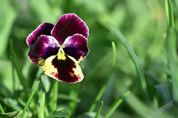 Viola tricolor. Viola plant with violet flower, Common Violet, pansy flower. delicate blue flowers...