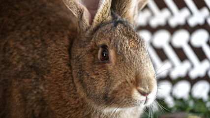 domestic rabbit animal in cage. livestock farm. Fluffy pet rabbit, bunny, watching from rabbit hutch, cage in the garden. close-up. agriculture, industry. furry domestic animal