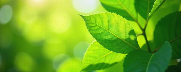 Close-up of vibrant green leaves gently swaying in a refreshing summer breeze, sunlight dappling through the foliage, creating a sense of calm and tranquility , ecosystem, serenity, breeze
