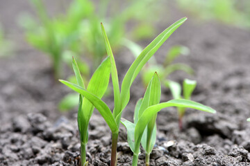 A small plant in soil, corn leaves, green sprout. Ecology, environmental protection. Greenhouse work. corn seedlings in field, small plants. spring, start of work, agriculture, close-up