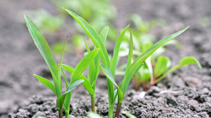 A small plant in soil, corn leaves, green sprout. Ecology, environmental protection. Greenhouse...