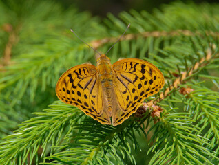 Butterfly. Argynnis paphia. 