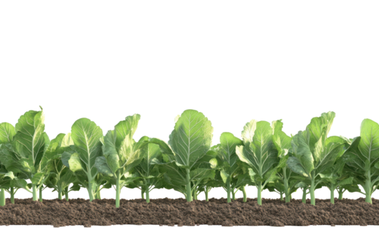 Nourishing Greens in the Earth's Embrace: Vibrant rows of leafy green plants stand proudly, firmly rooted in rich, dark soil, under an open sky, symbolizing growth and sustenance.