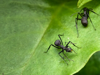 Two Black Ants Crawling on a Vibrant Green Leaf, Displaying Natural Habitat and Insect Activity