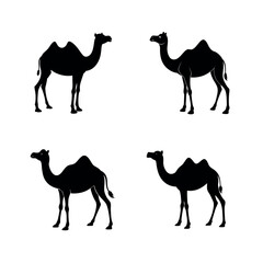 camels vector illustration