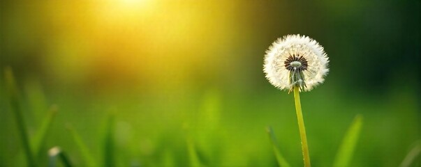 A single, hopeful dandelion seed head poised on a slender stem, ready to take flight on the wind, symbolizes new beginnings and the promise of life , beautiful, wispy, seedhead