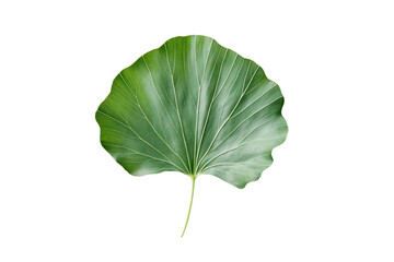 Tropical Leaf on White: A single, vibrant green tropical leaf with a unique, fan-like shape is isolated against a pure white background, showcasing its intricate venation and texture.
