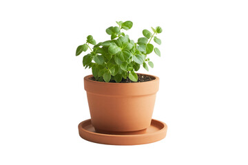 Obraz premium Oregano Plant in a Terracotta Pot: A vibrant, healthy oregano plant thrives in a classic terracotta pot, capturing the essence of freshness and natural beauty.
