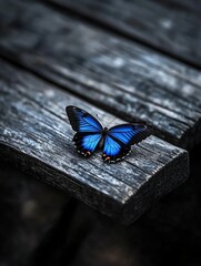 Blue butterfly on wooden bench