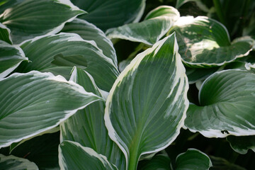 Obraz premium Landscapes