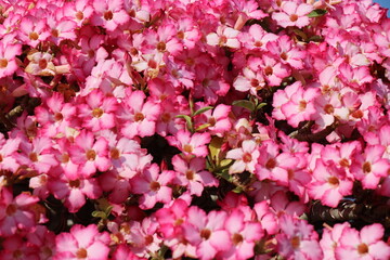 Pink flowers for background. The tree is densely blossoming.