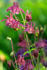 Beautiful blue columbine flowers in the garden	