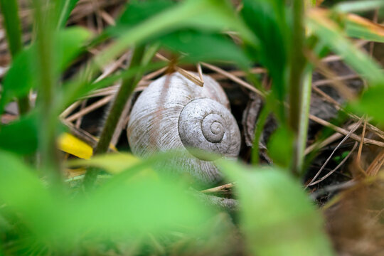 Snail shell in thick grass. The snail hides in its shell among the forest grass