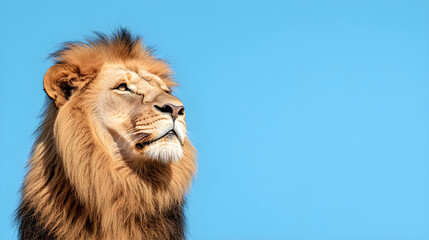 Obraz premium portrait of a lion