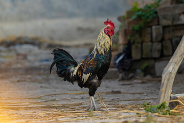 Silver bantam or rooster standing in a rural setting