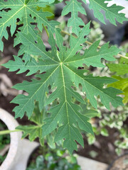 green papaya leaves