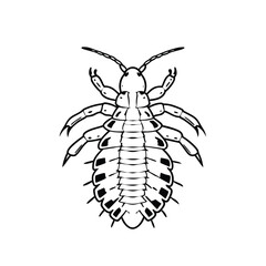  Louse Line Art – Parasite Insect Vector Drawing