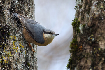Eurasian nuthatch or wood nuthatch (Sitta europaea) standing on a mossy tree. Colorful forest bird with isolated background. Cute bird nature background wallpaper with space for text.