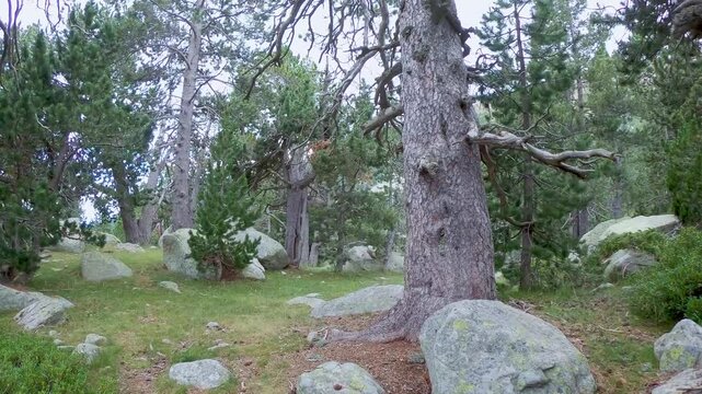 Beautiful mountain forest landscape in Pyrenees of Spain, Cerdanya, near the village Puigcerda