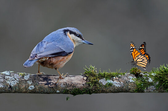 Beautiful bird and butterfly perched in a branch. Nature background wallpaper of a nuthatch (Sitta europaea) and a monarch butterfly. Tiny and cute predator bird looking at a prey butterfly.