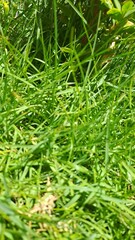 green grass background