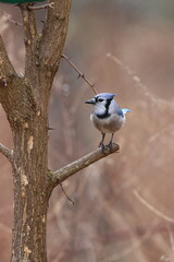 Blue jay posing on a tree