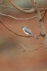 A tufted titmouse sitting on a tree branch