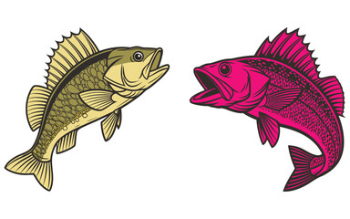 Fototapeta premium Perch fish bundle set design isolated on white background and illustrator eps 10
